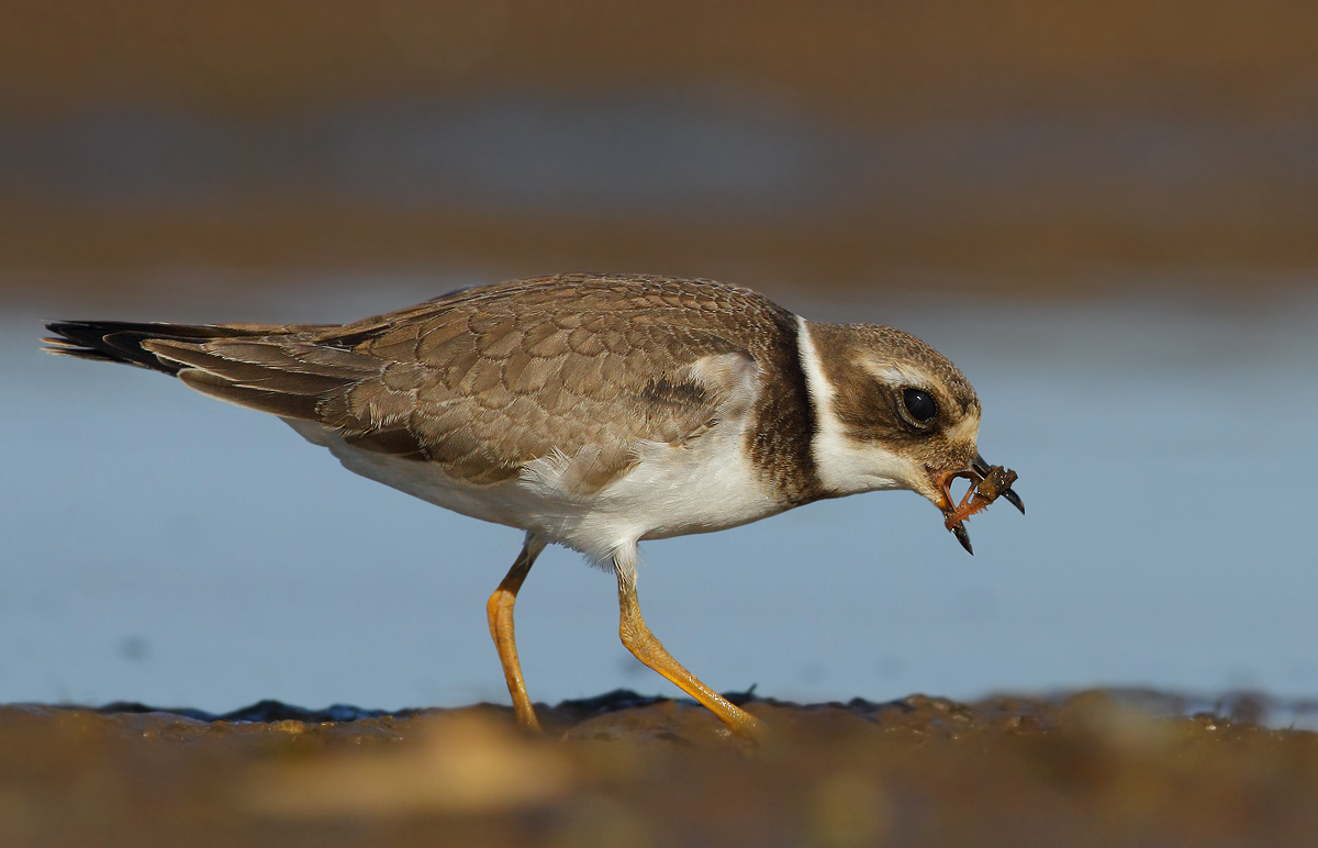 Ringed Plover