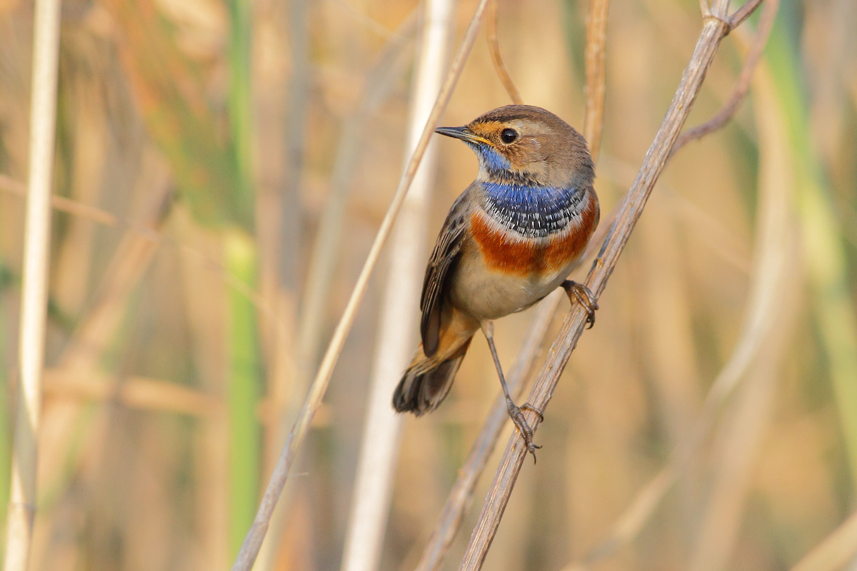 Bluethroat male
