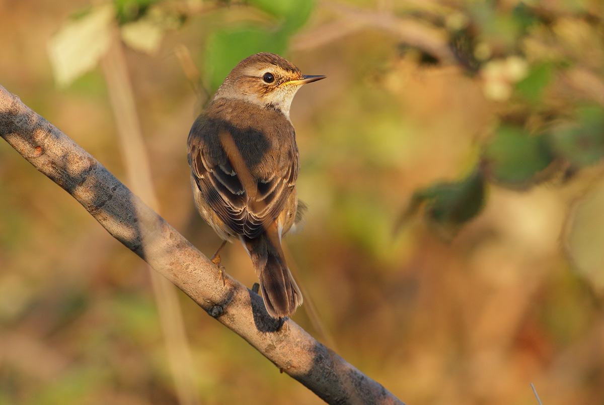 Bluethroat Female