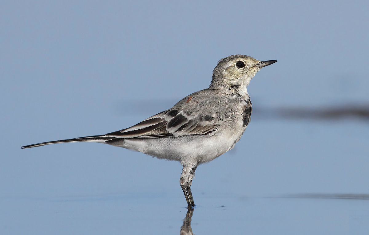 young ballerina white