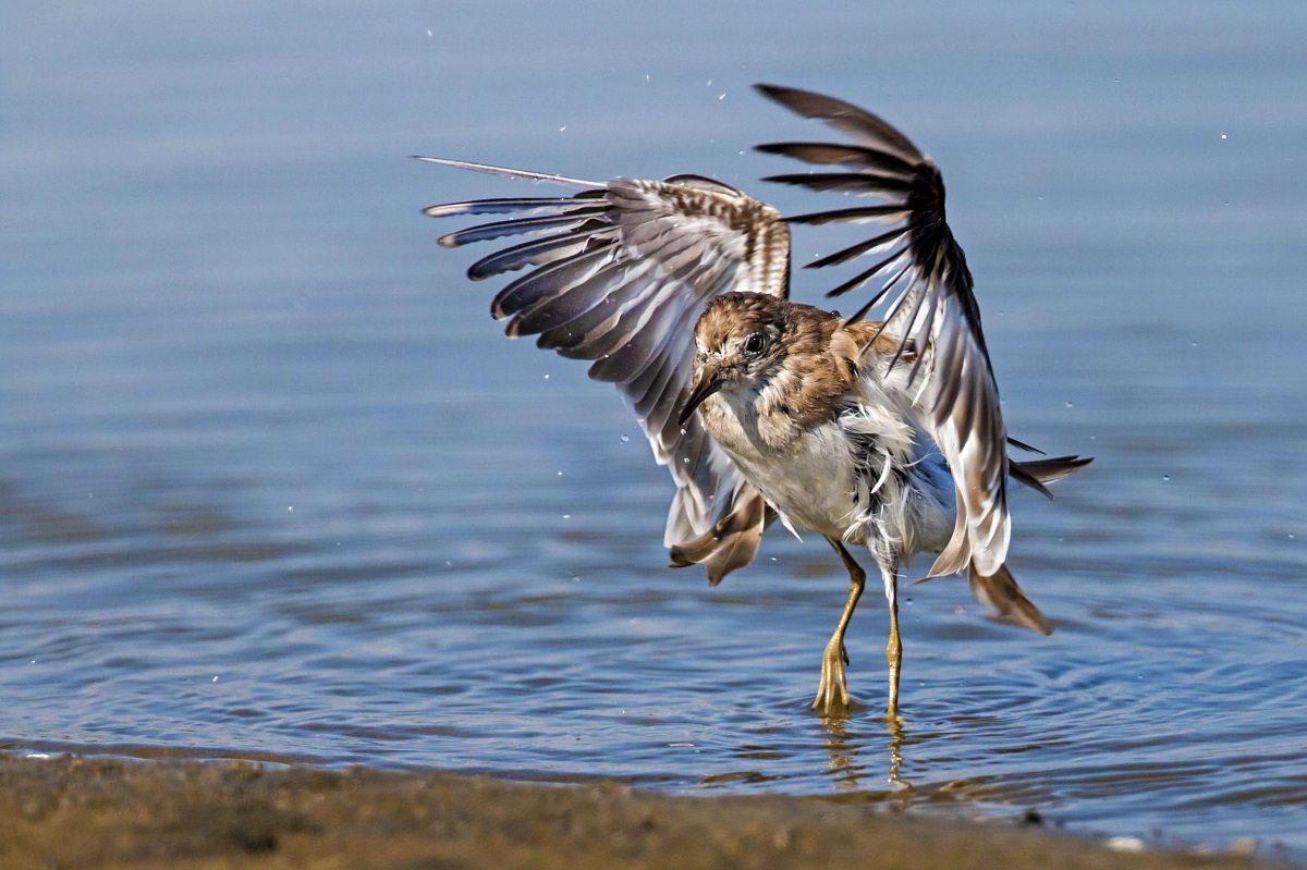 Temminck's Stint