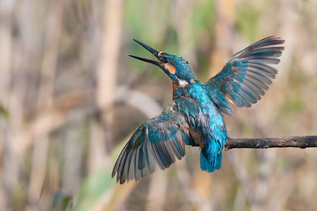 Kingfisher in aggressive pose