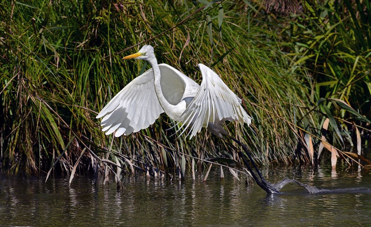 the departure of the white