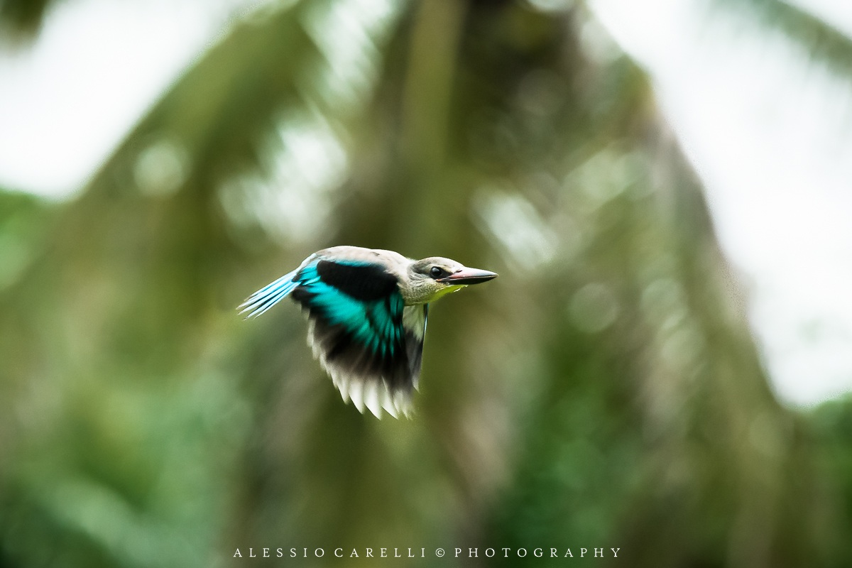 Woodland Kingfisher