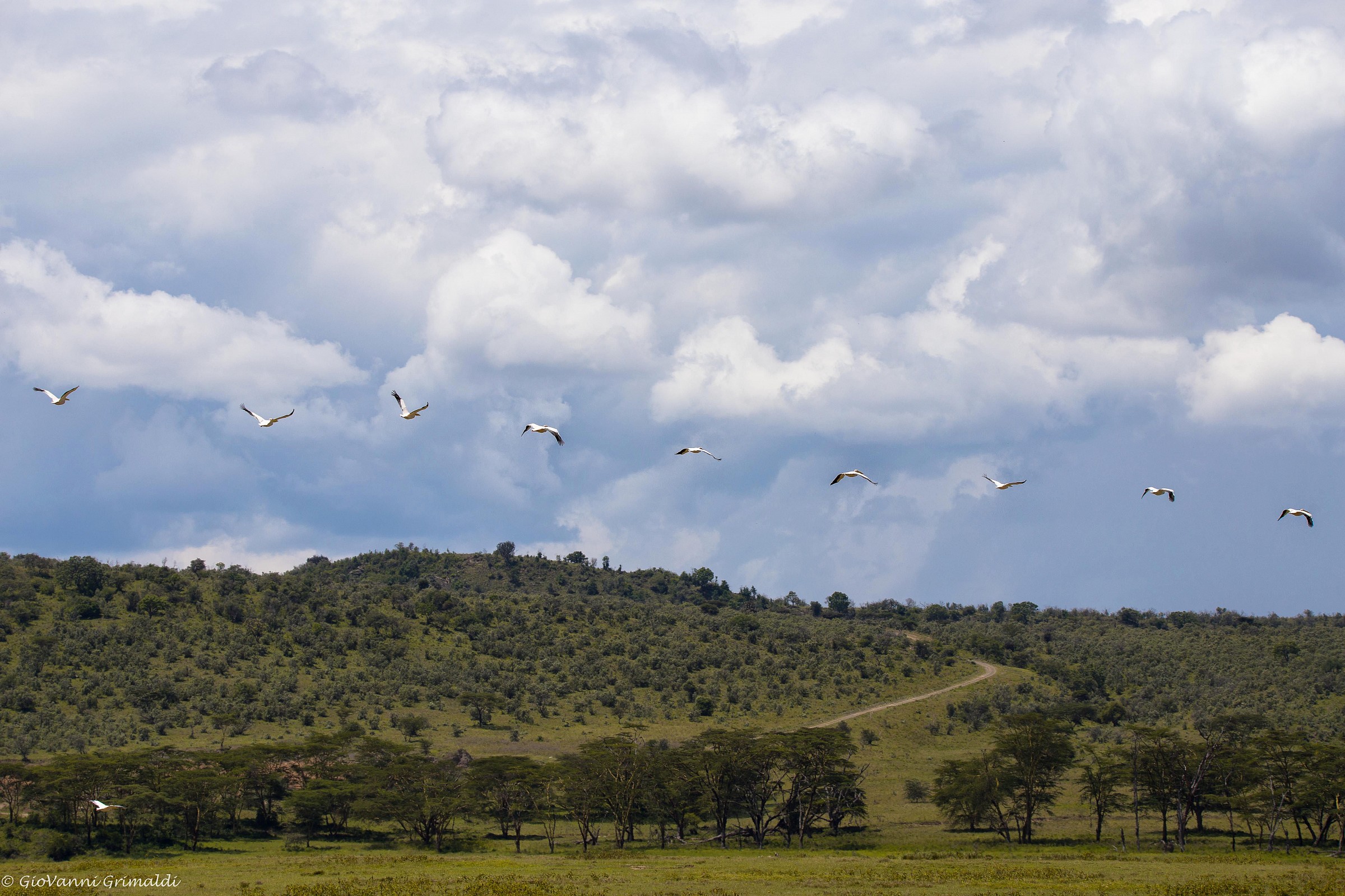 Pellicani in viaggio