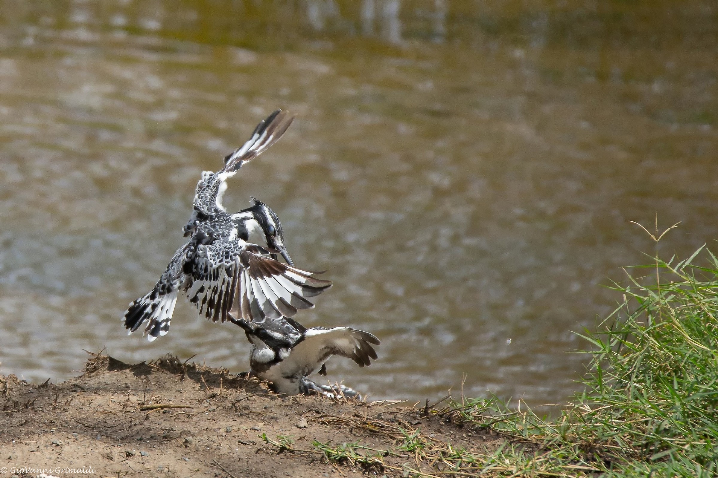 Kingfisher Fight