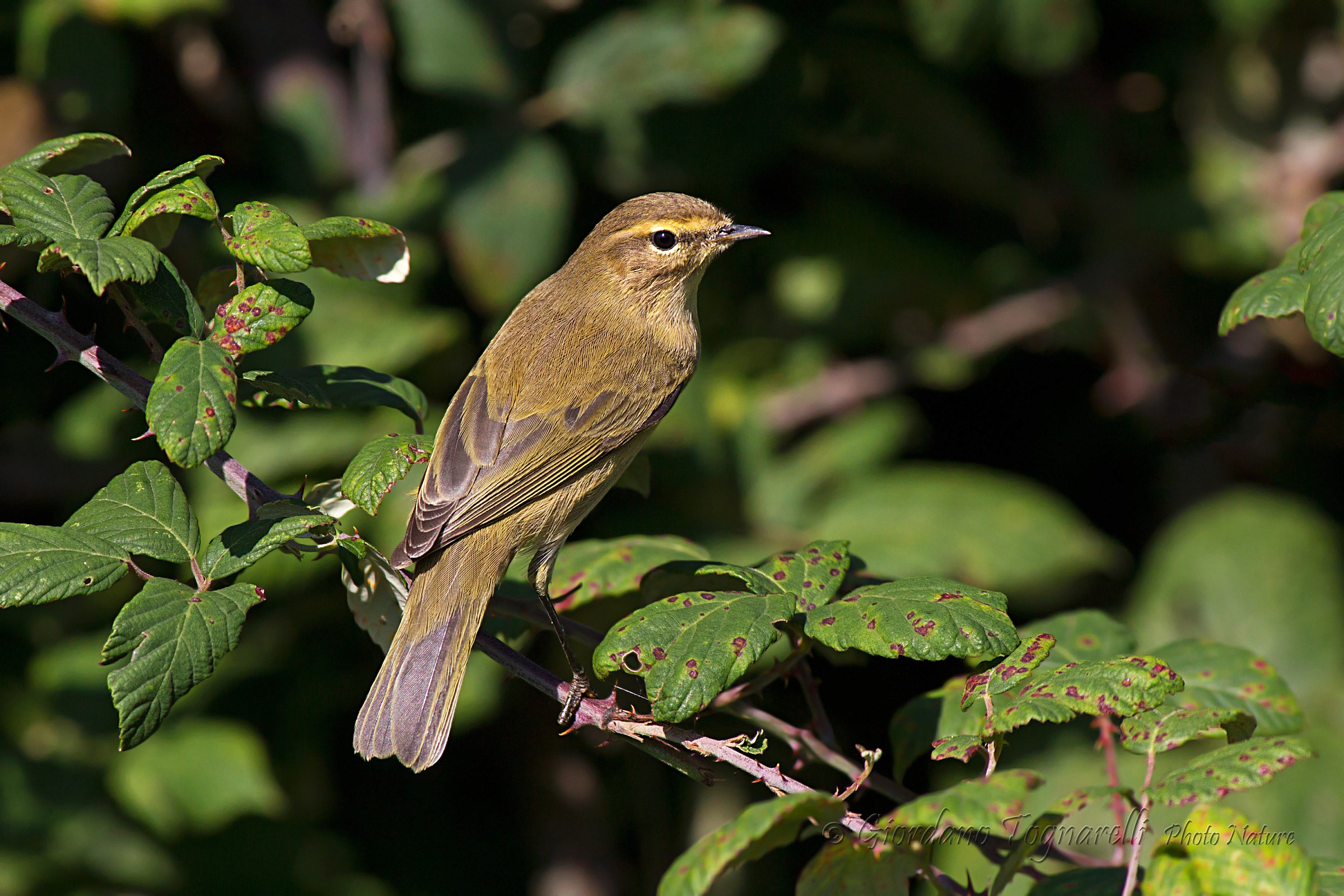 Chiffchaff