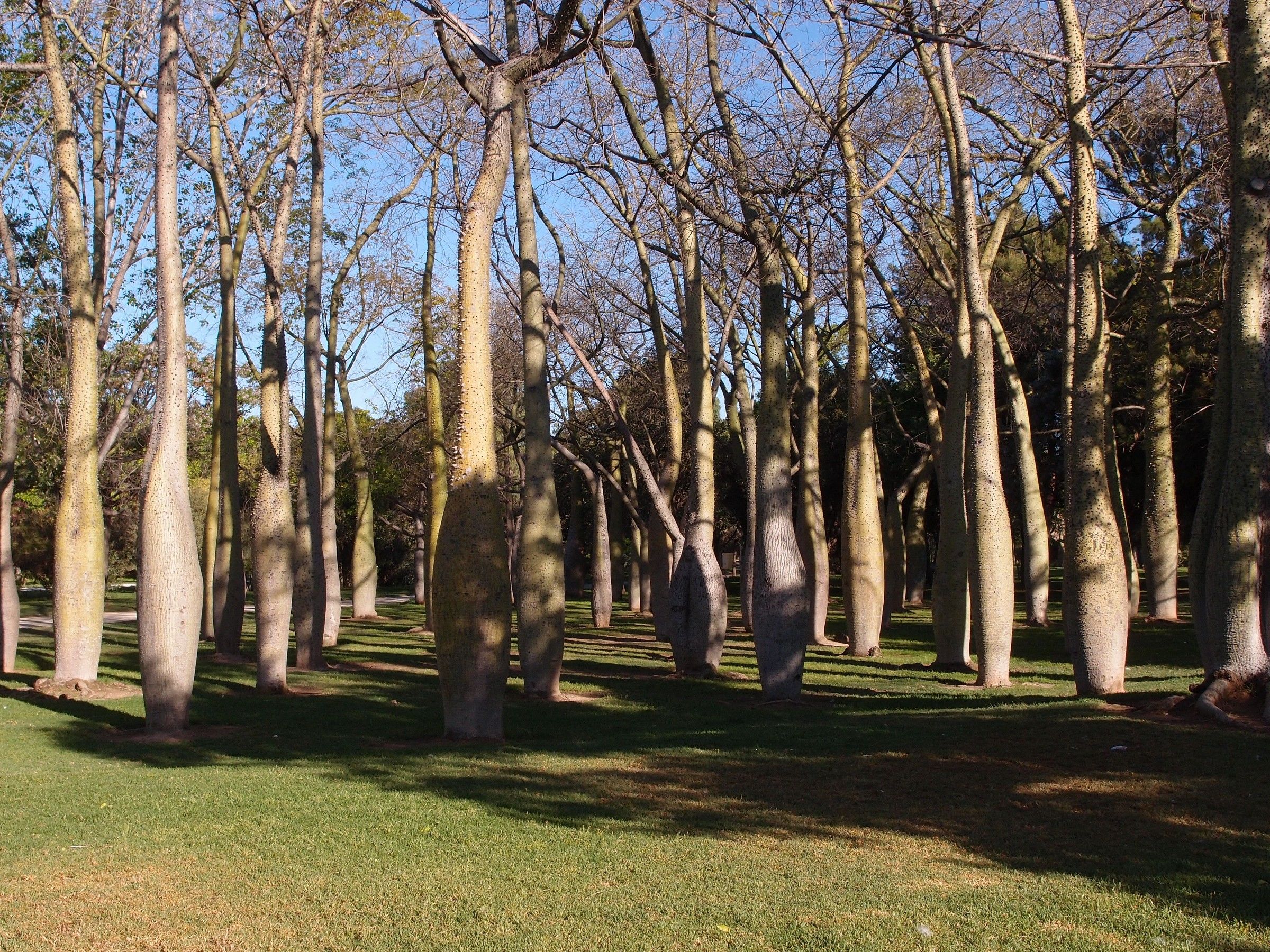 Alberi in Sovrappeso