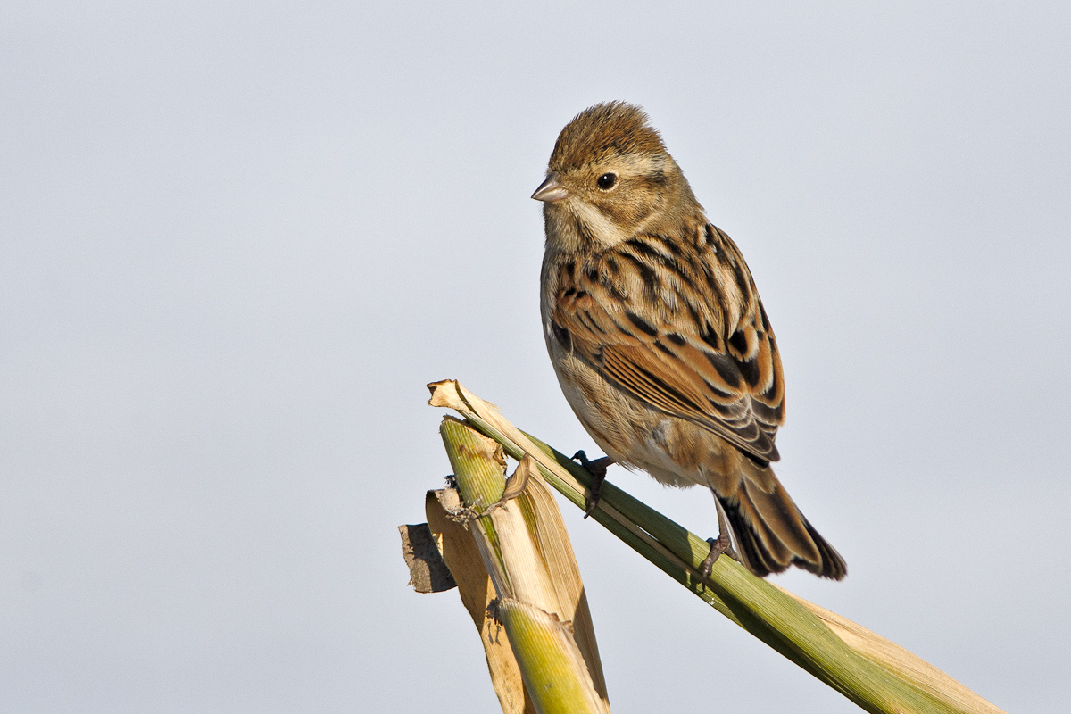 Reed Bunting Emberiza schoeniclus