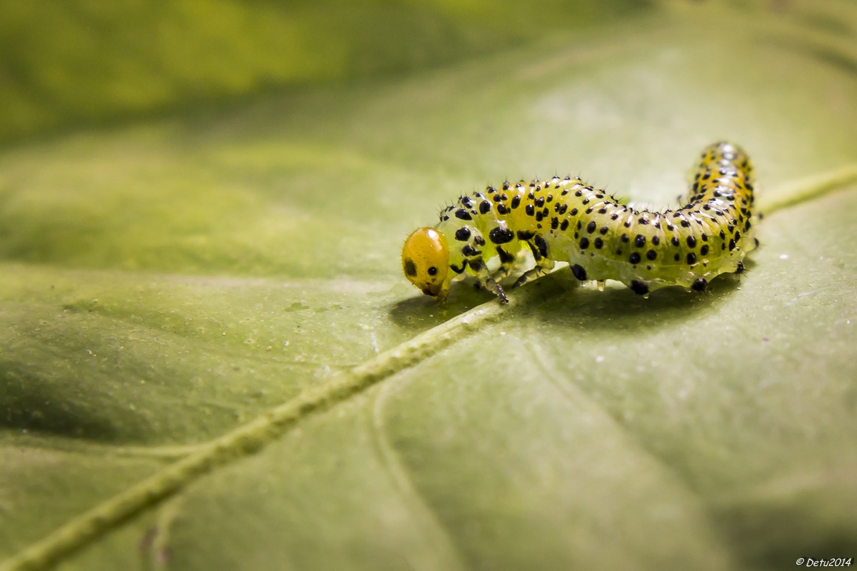 Bruco mangiafoglie