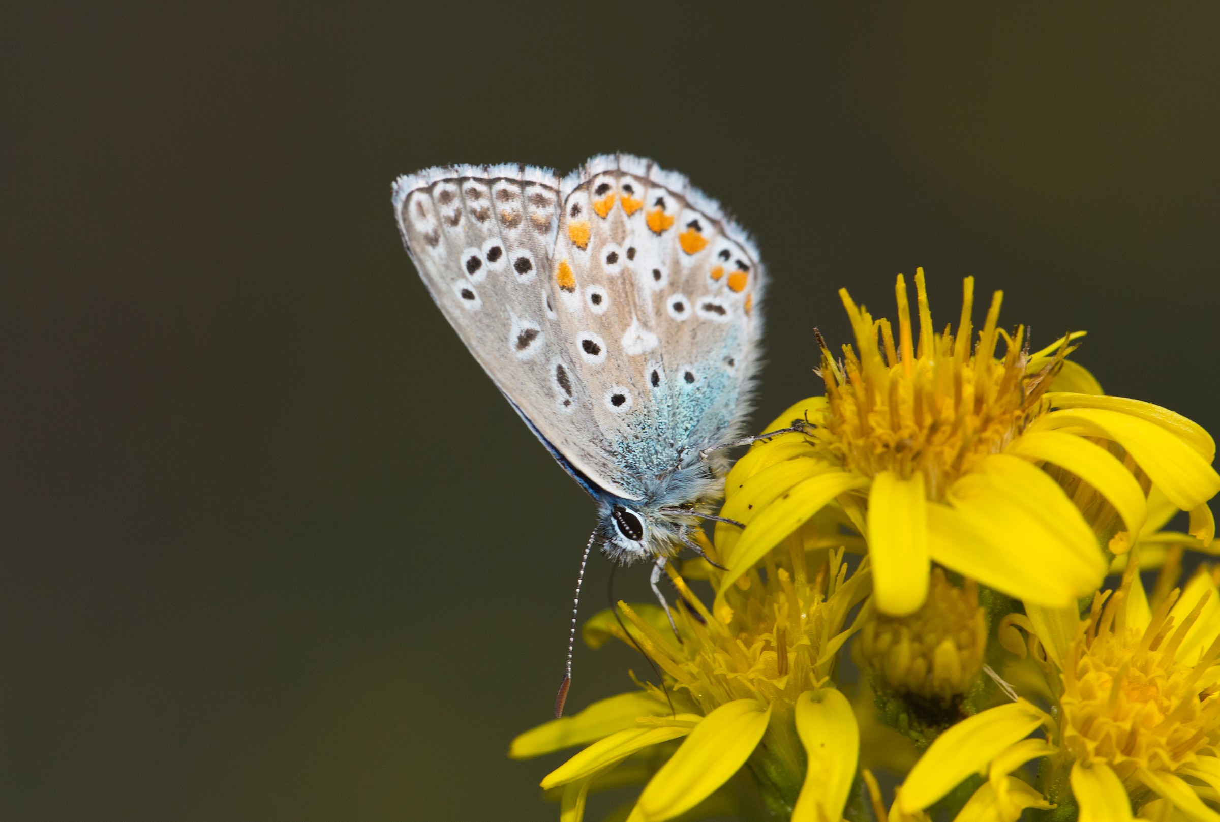 forse Plebejus Trappi?