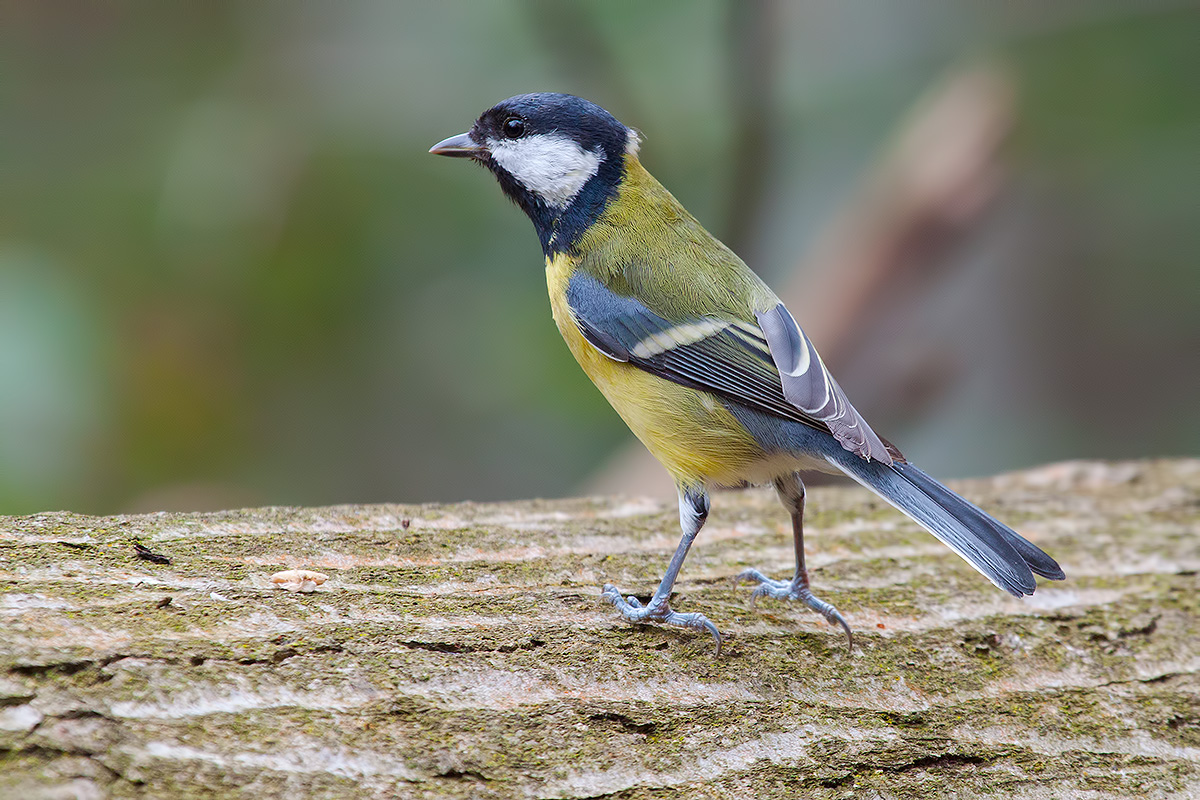 Cinciallegra / Great Tit (Parus Major)