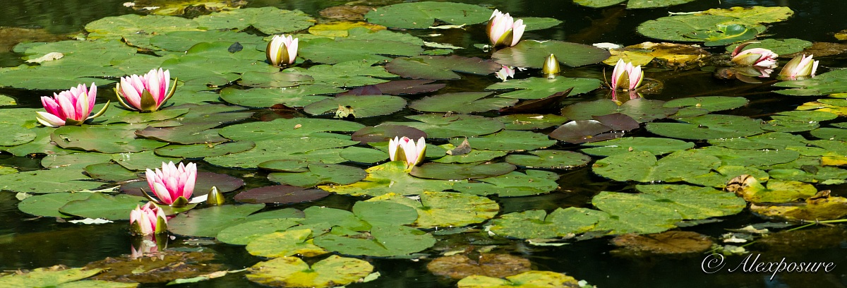 The water lilies