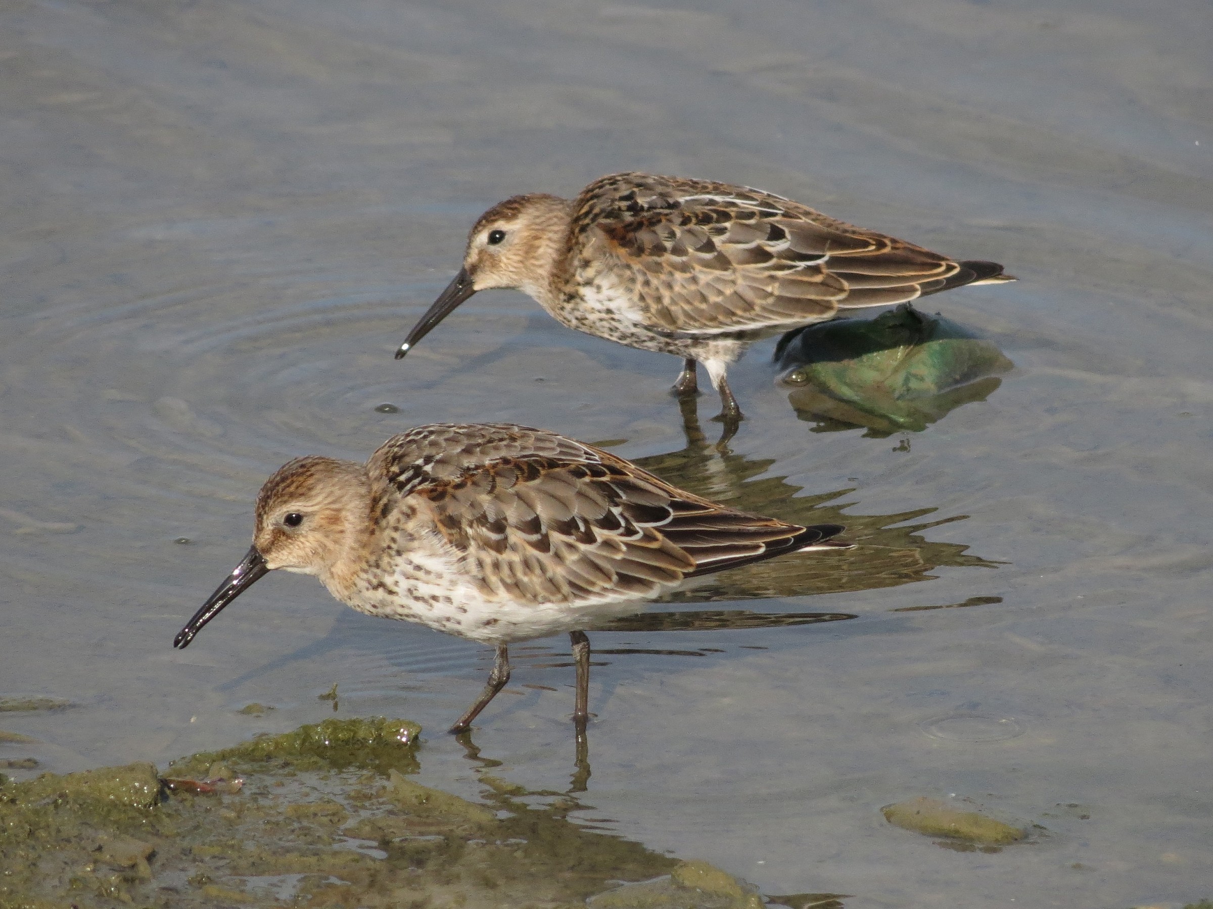 Dunlin