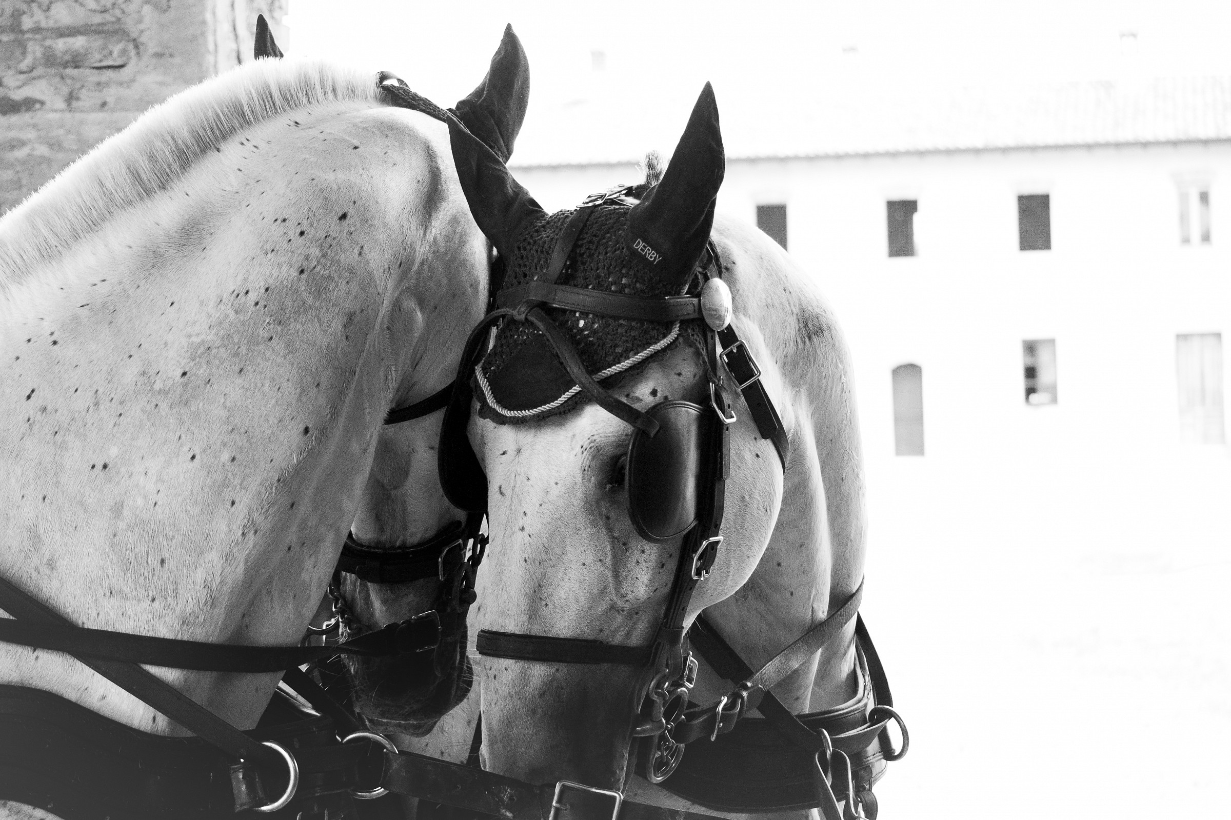 Cavalleresche Conversazioni