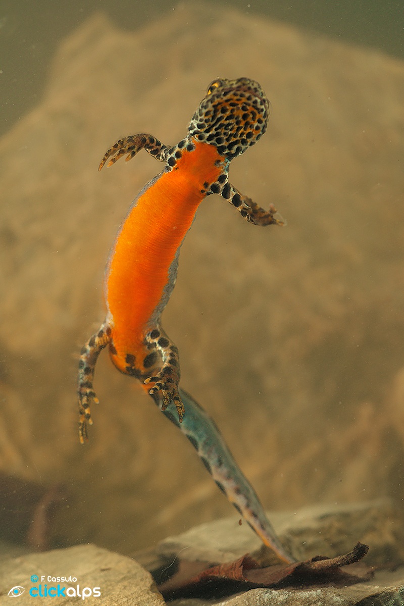 Mesotriton alpestris Laurenti, 1768