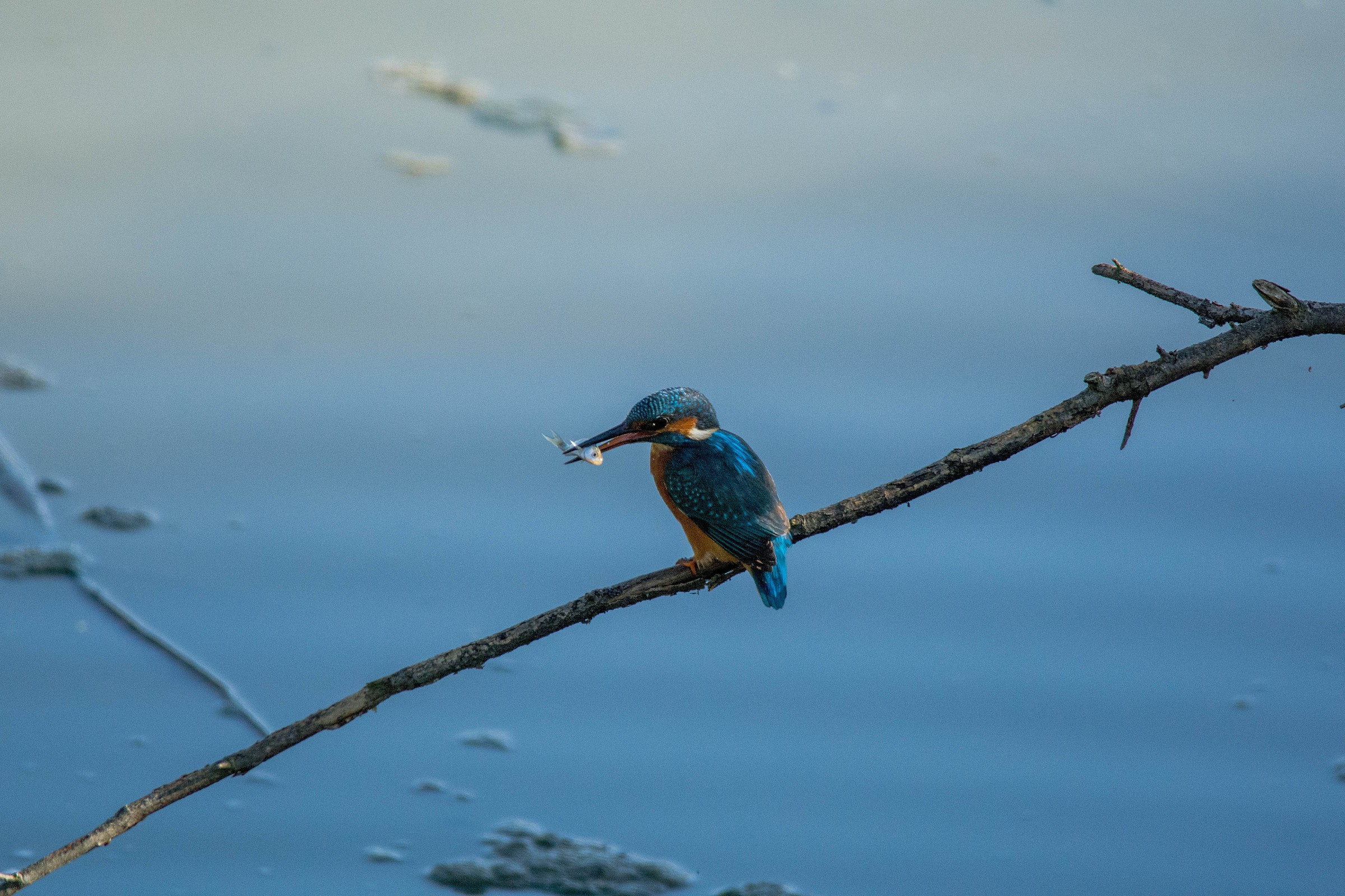 Colazione da campioni 1