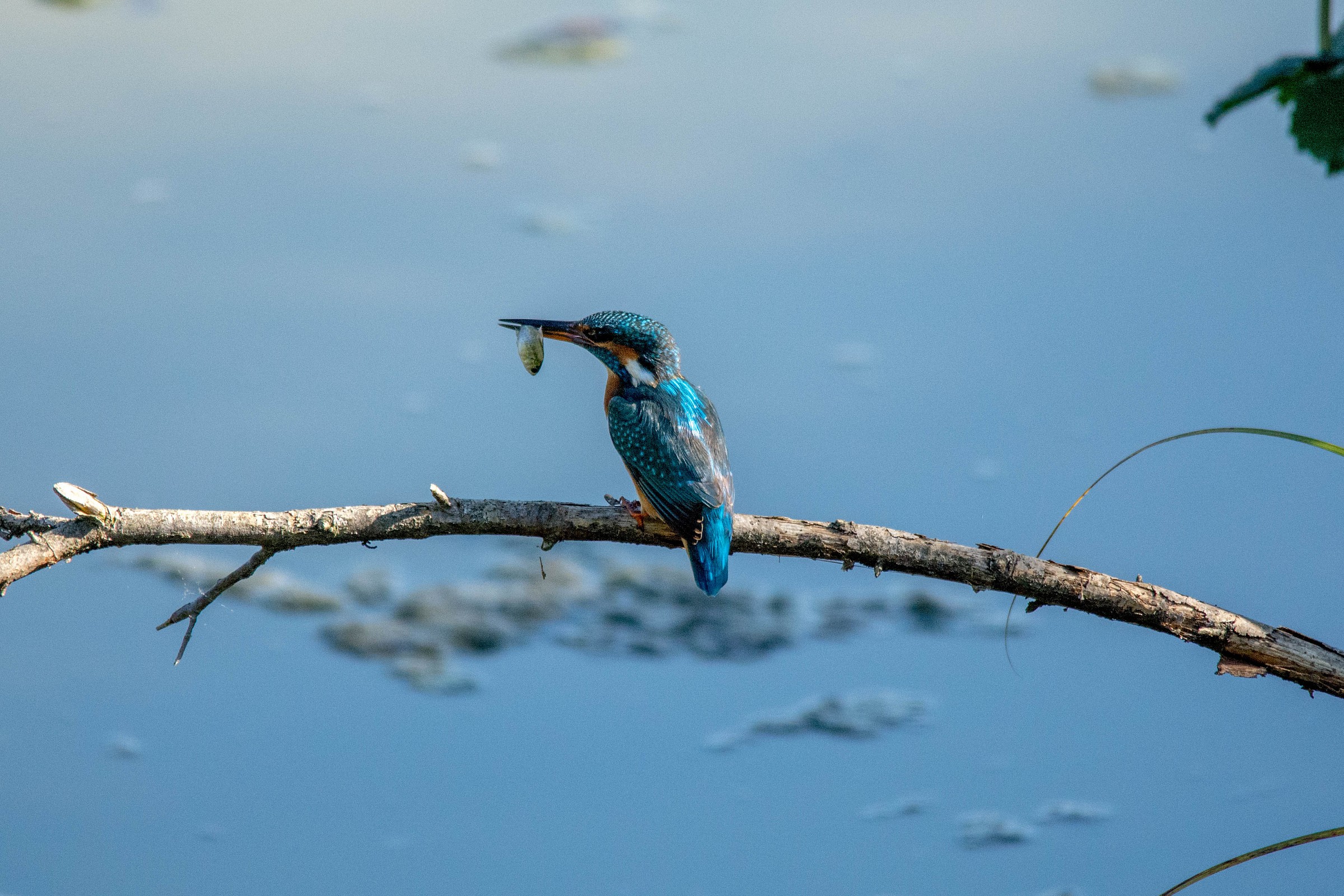 Colazione da campioni 2