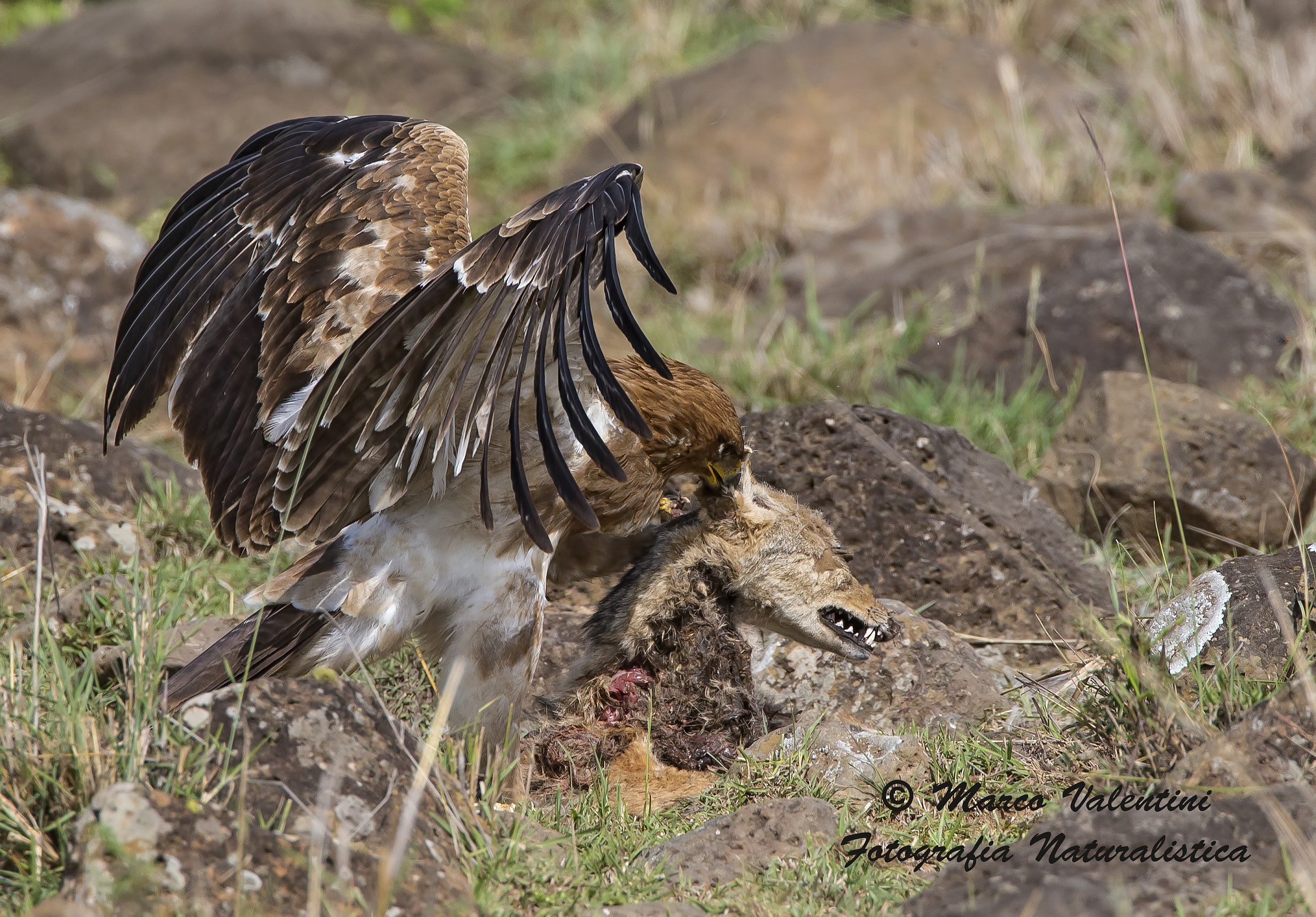 Mystery revealed: the end of the Jackal