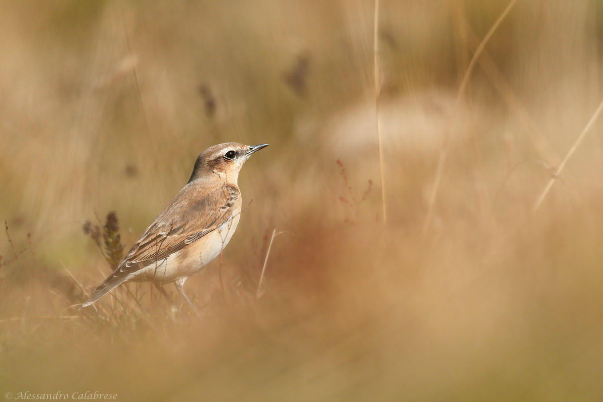 Wheatear