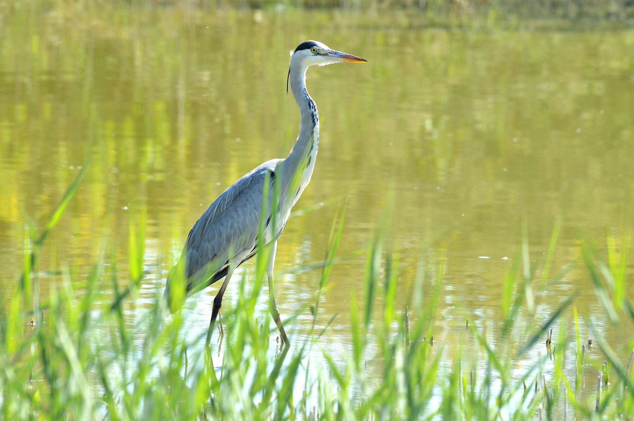 Airone cenerino ( Ardea cinerea )