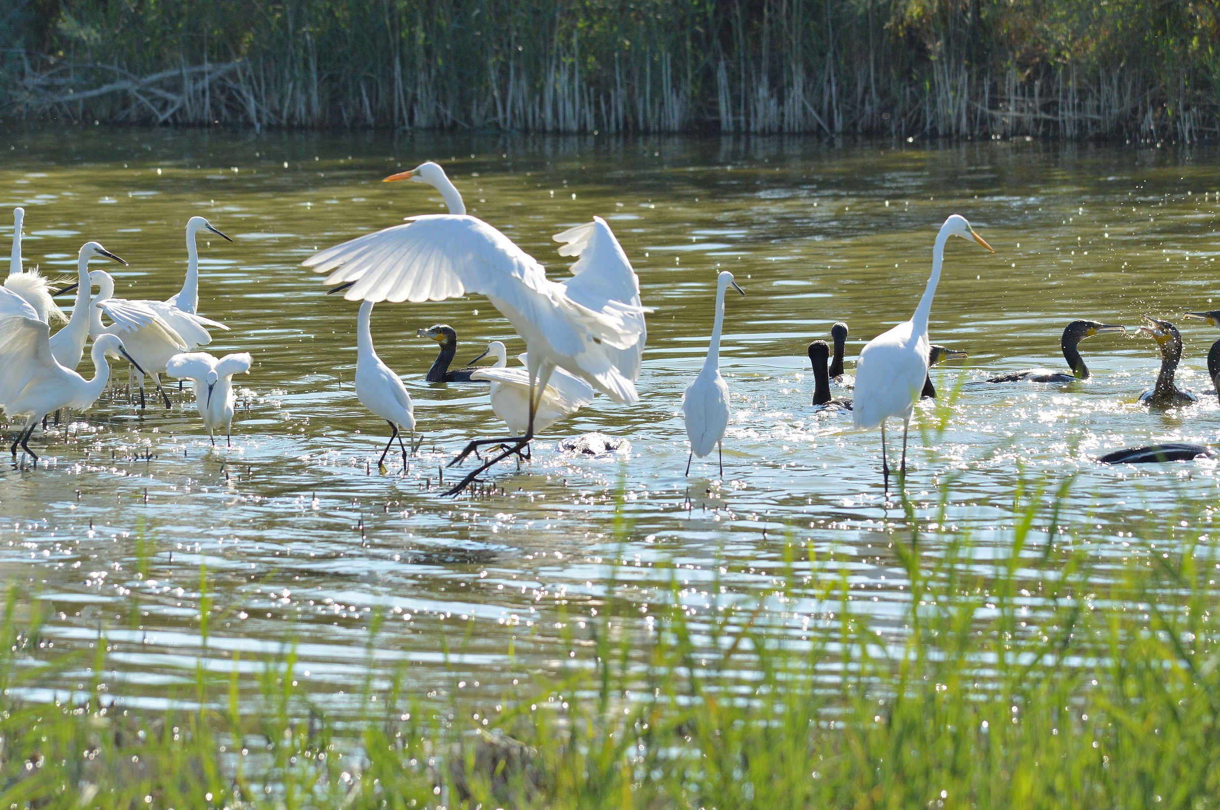 Tutti insieme a pesca