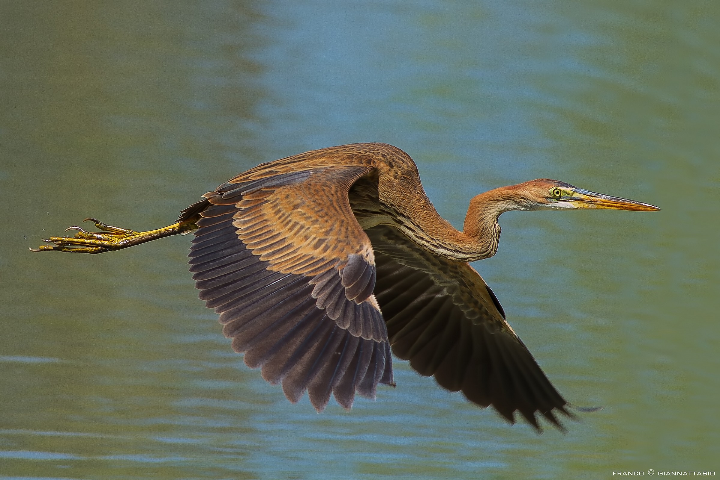 Purple Heron.