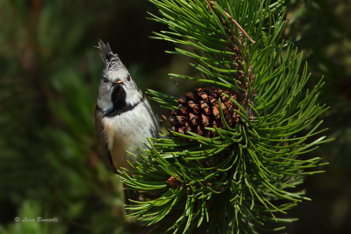 Crested Tit