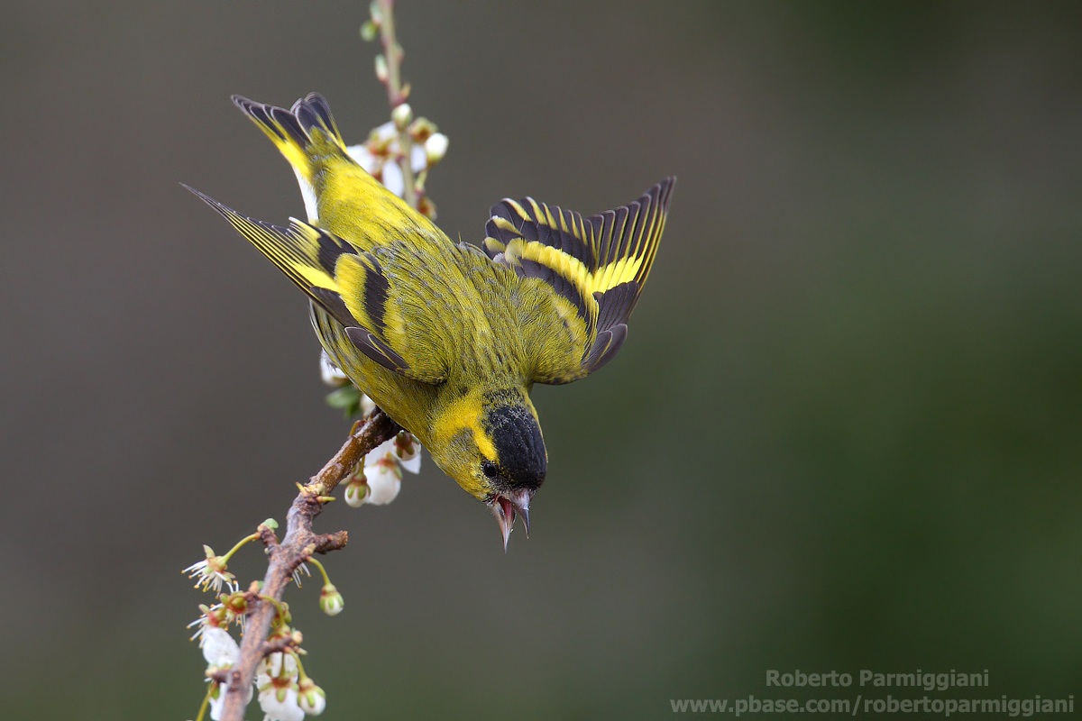 Siskin Part II