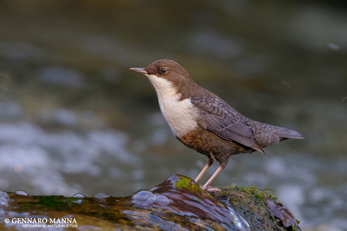 Merlo acquaiolo (Cinclus cinclus)