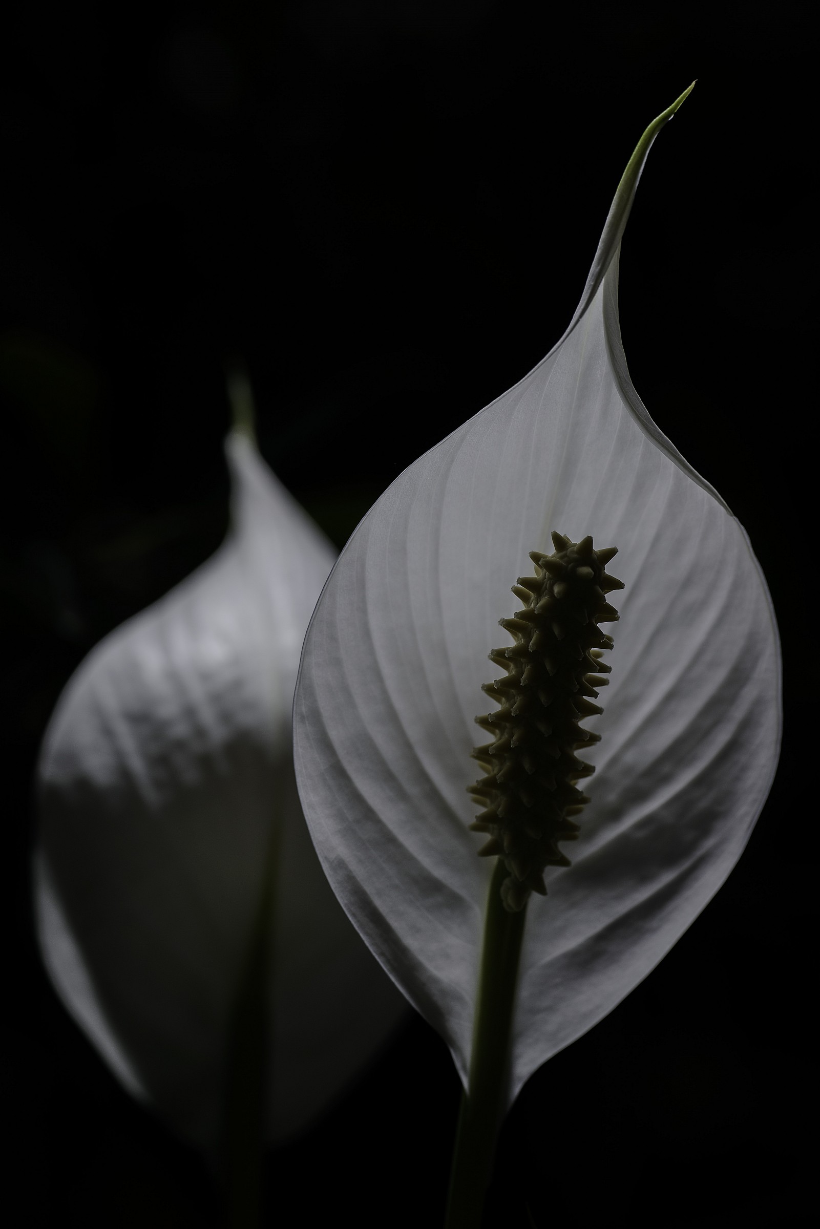 Spathiphyllum (Spathiphyllum)