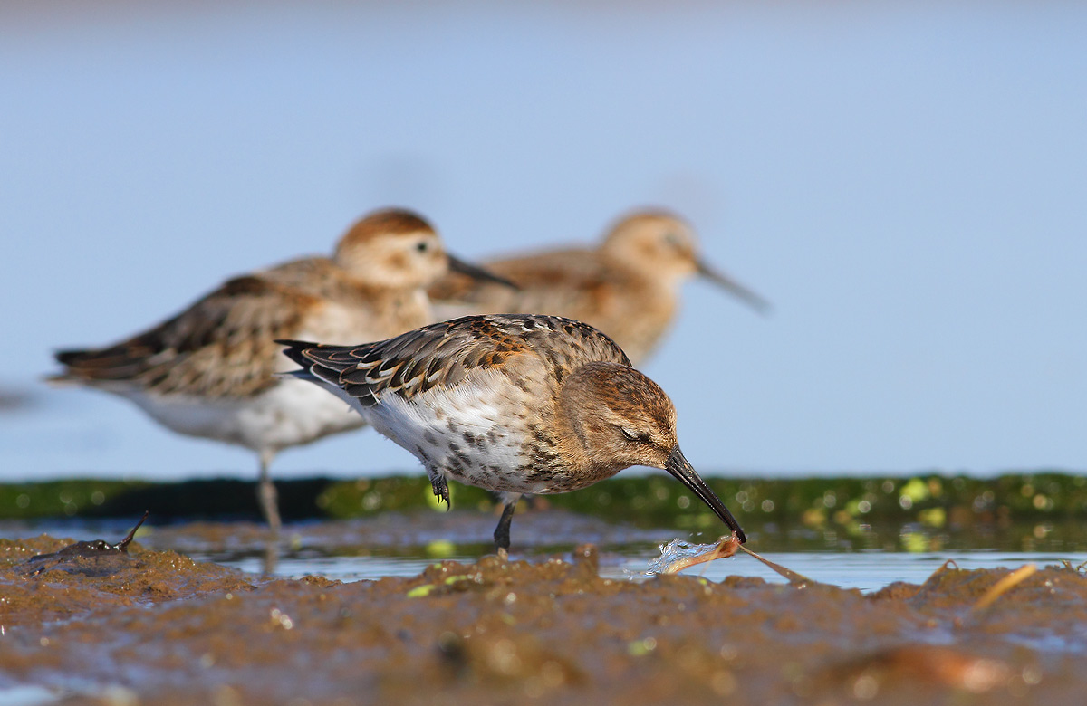 Sandpipers