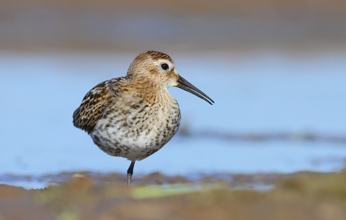 Dunlin