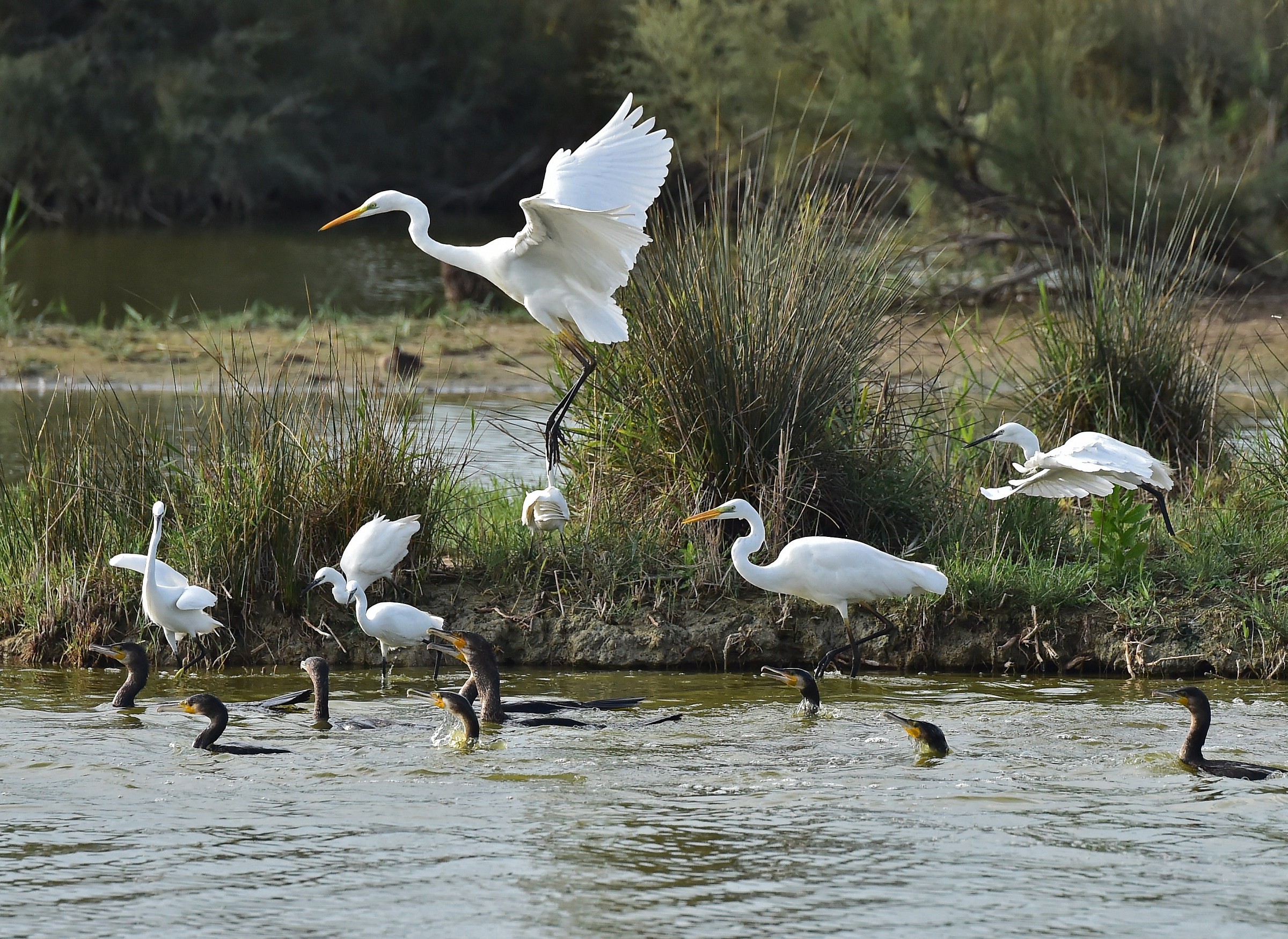 Heron Bianco..Garzette..Cormorani