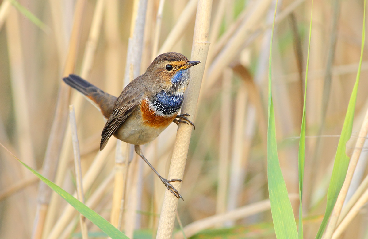 Bluethroat