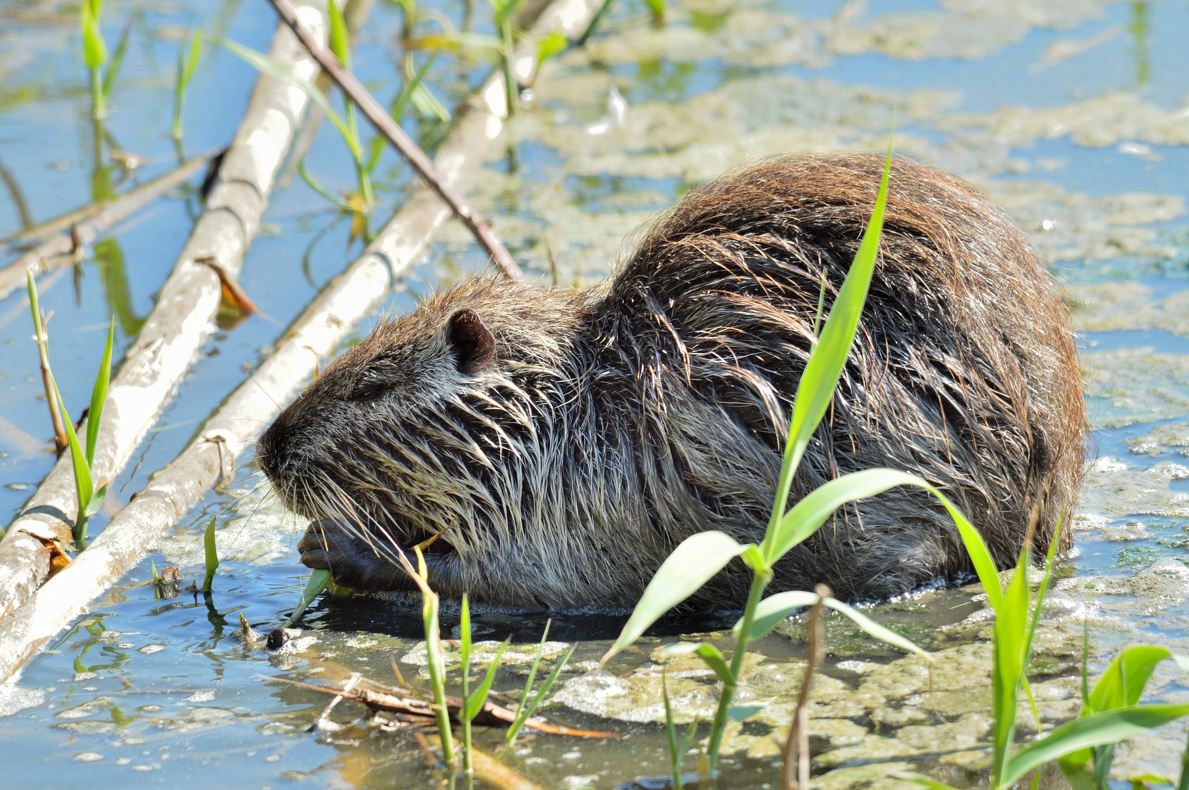 Nutria