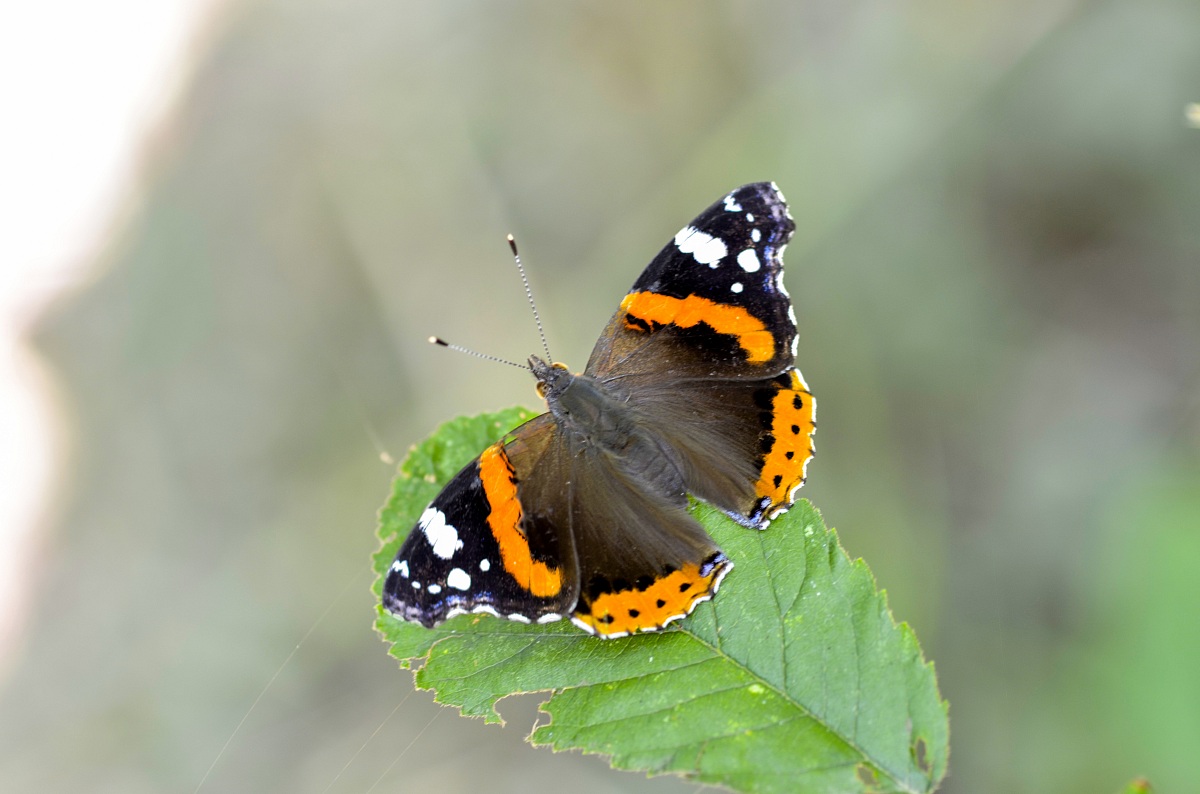 vanessa atalanta