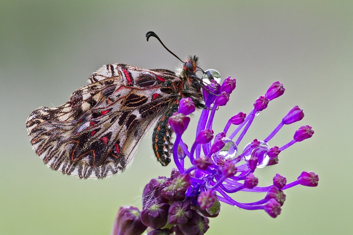 La più bella del reame
