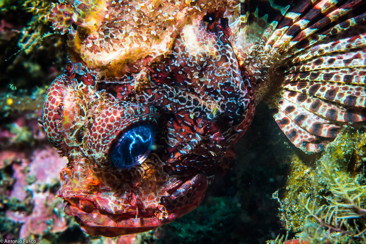 Red Scorpionfish