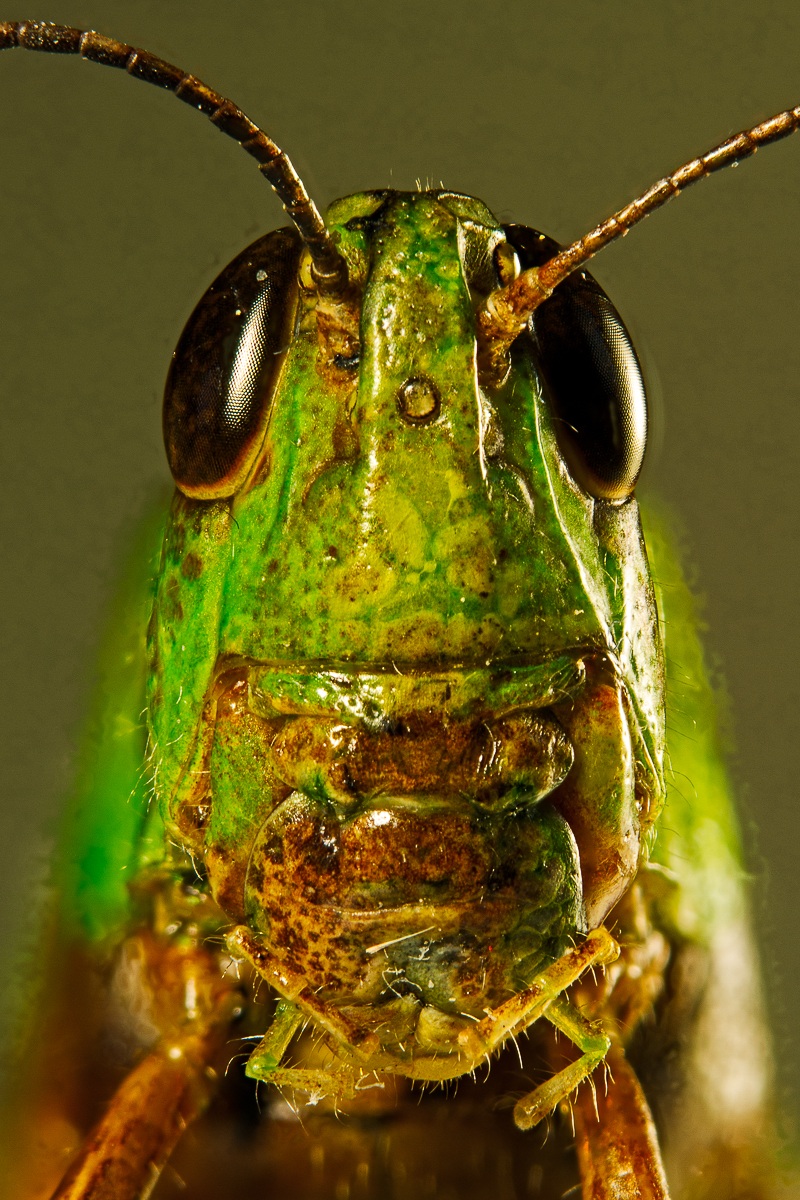 Aiolopus thalassinus