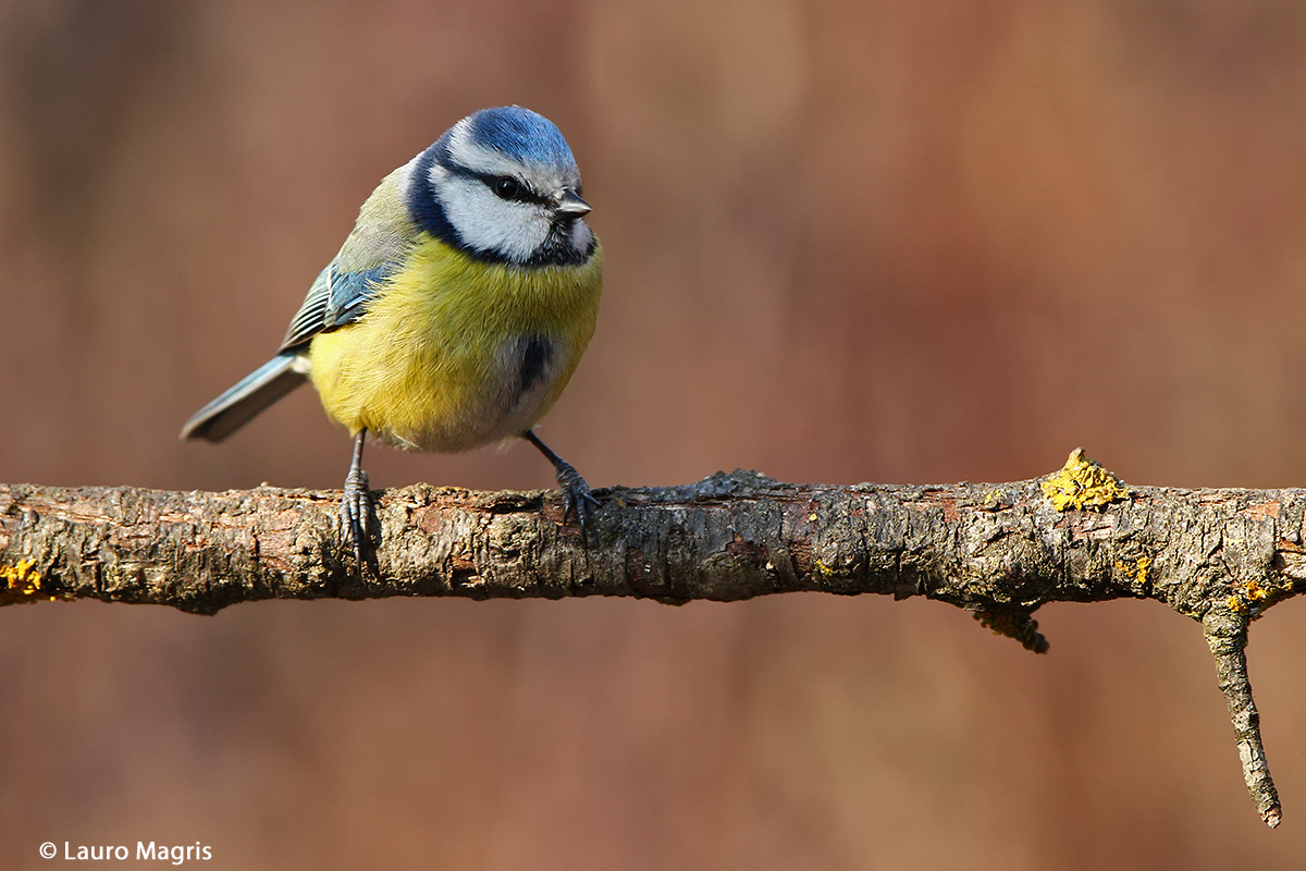 Sull'asse d'equilibrio