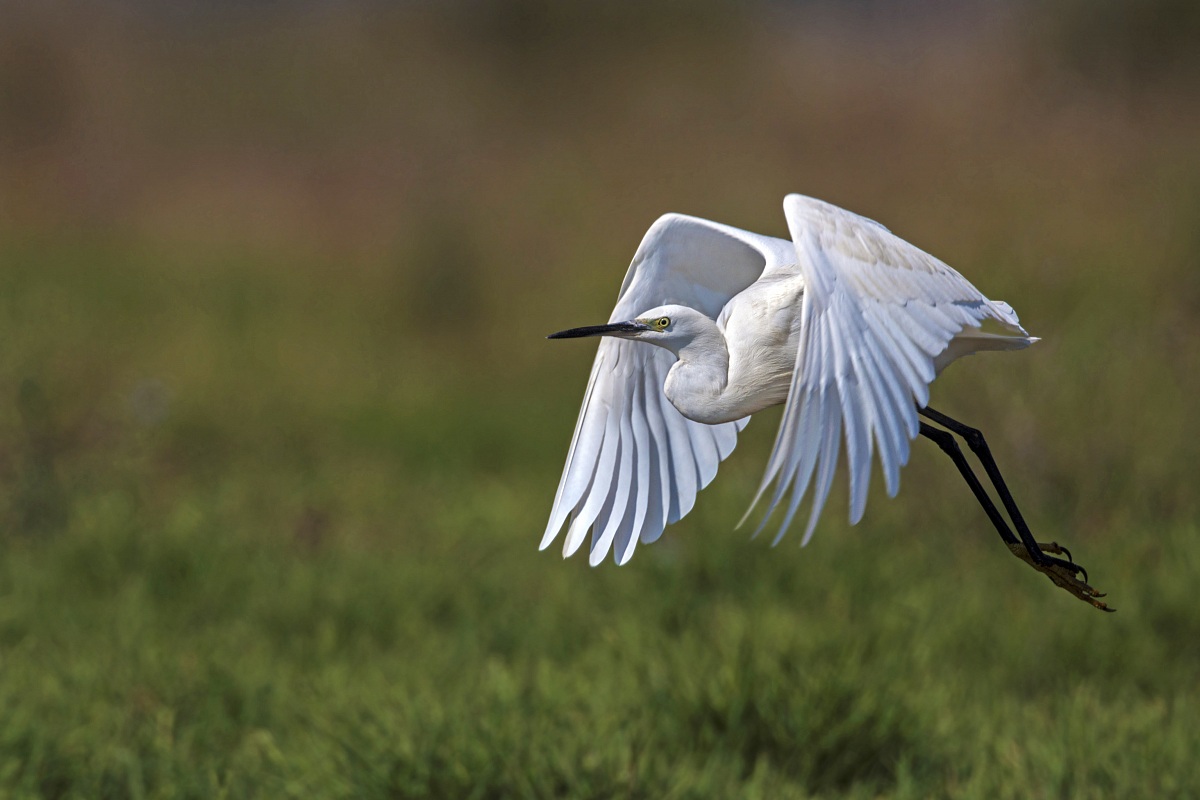 Egret - fledging