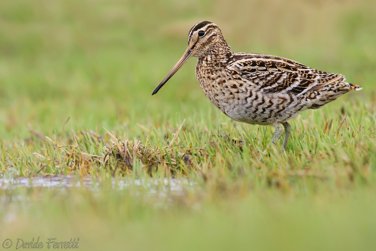 Snipe attention!