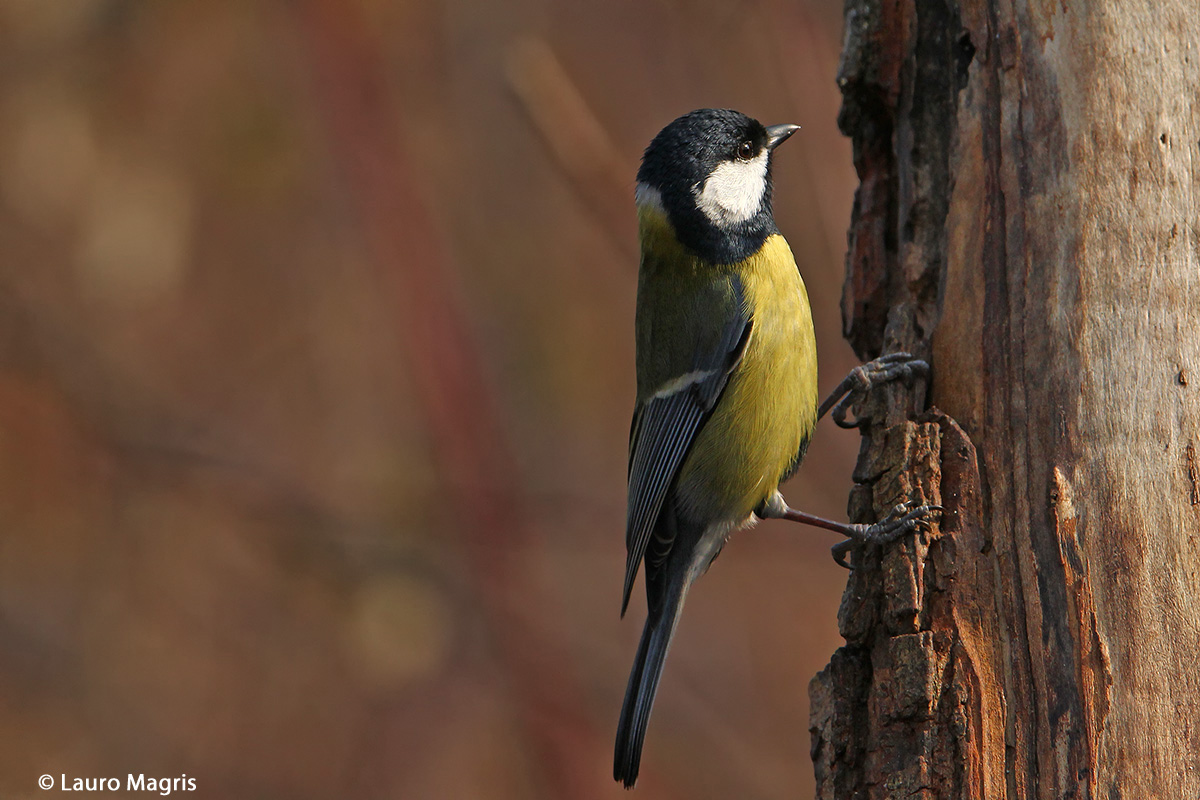 Free climbing nell'ombra