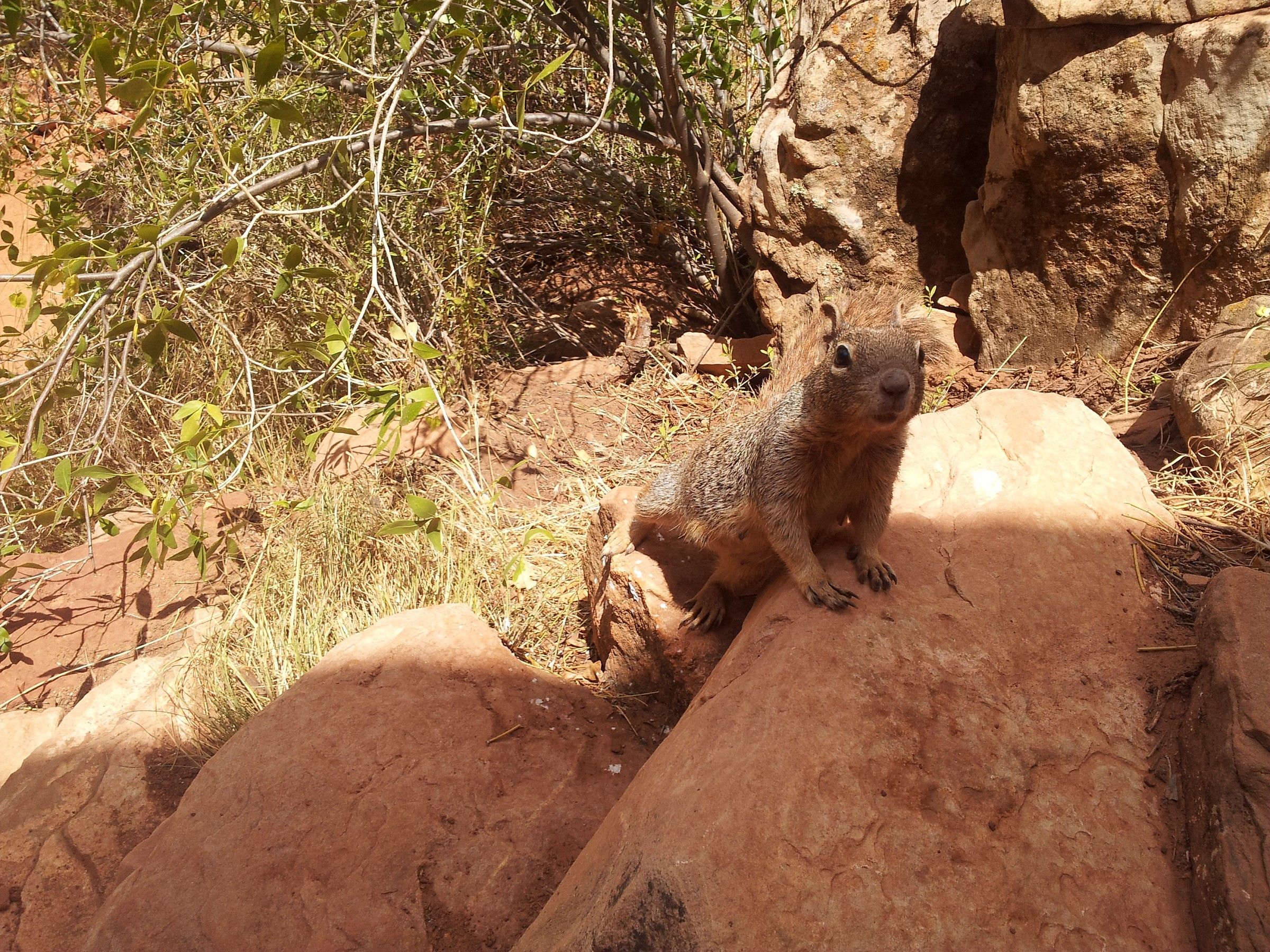 Incontri al gran canyon