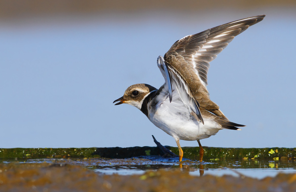 Ringed Plover