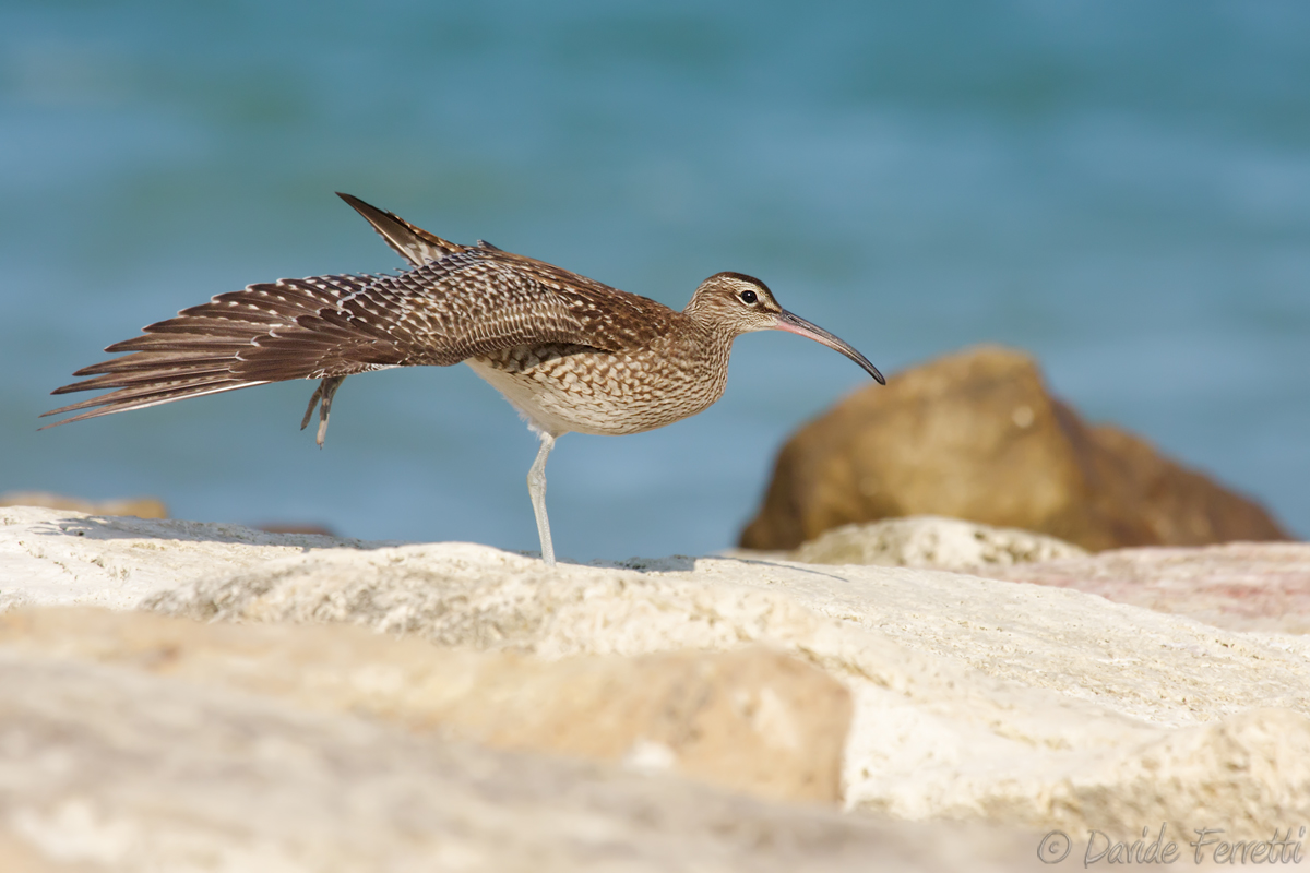 Stiracchiatina - Whimbrel