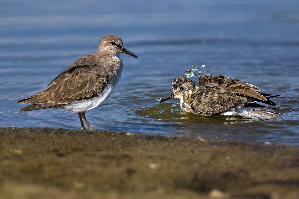 Bellezze al bagno - Gambecchio nano