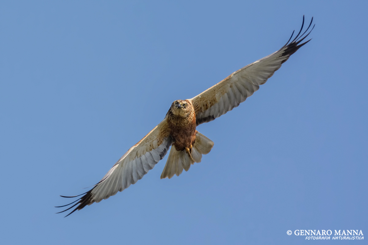 Marsh Harrier (Circus aeruginosus)