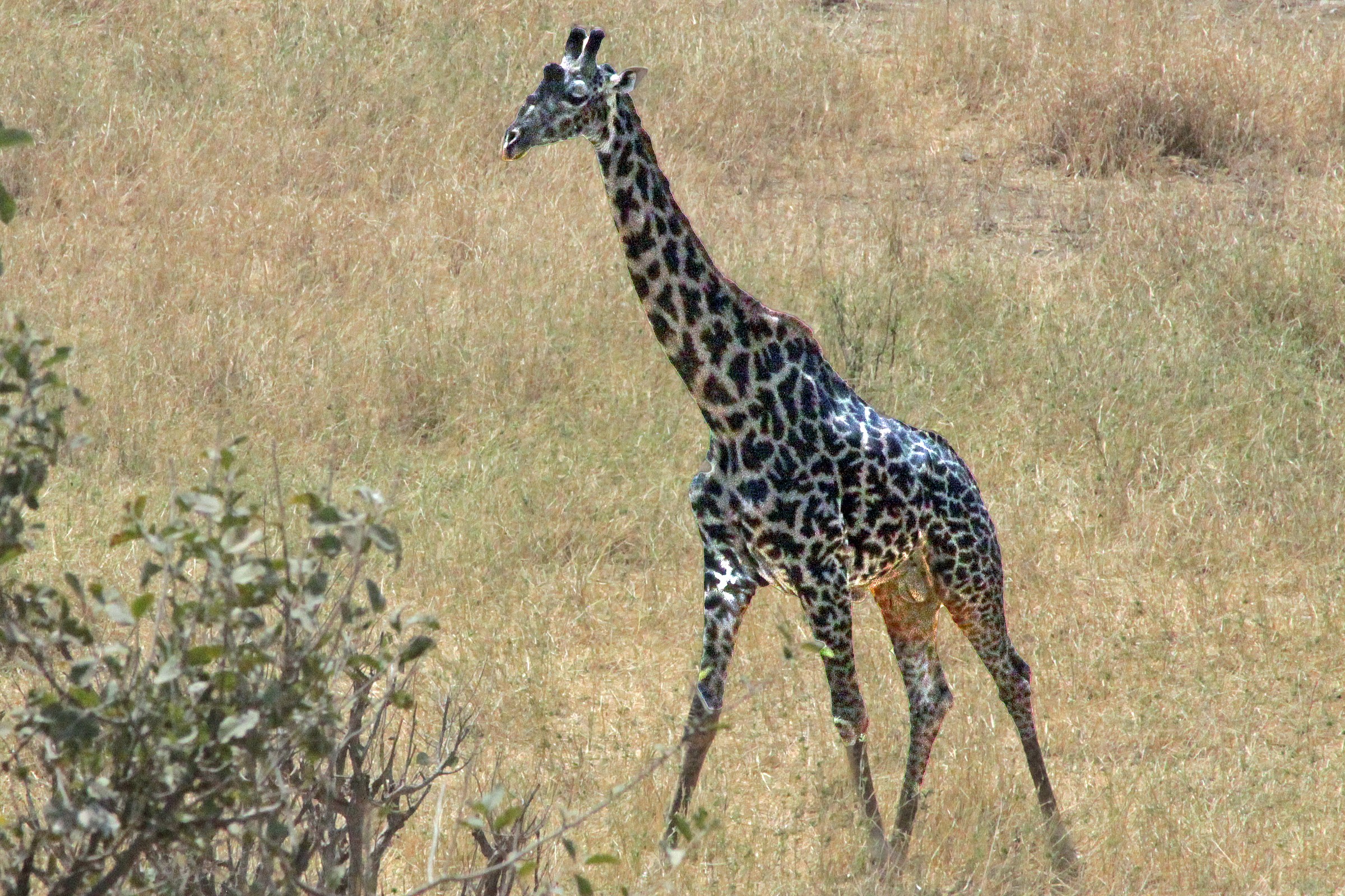 Giraffa